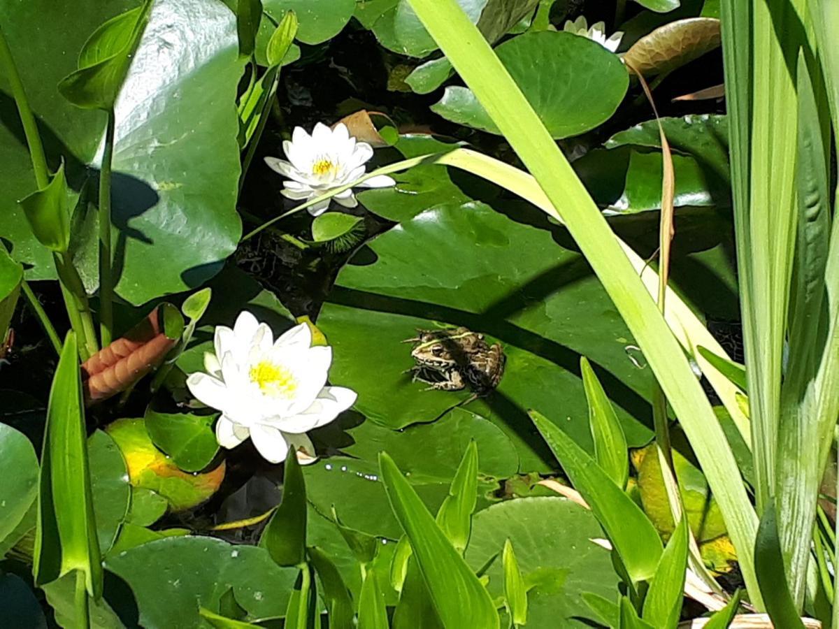 Holydays Home Little Frog อาญาโนแตร์เม ภายนอก รูปภาพ